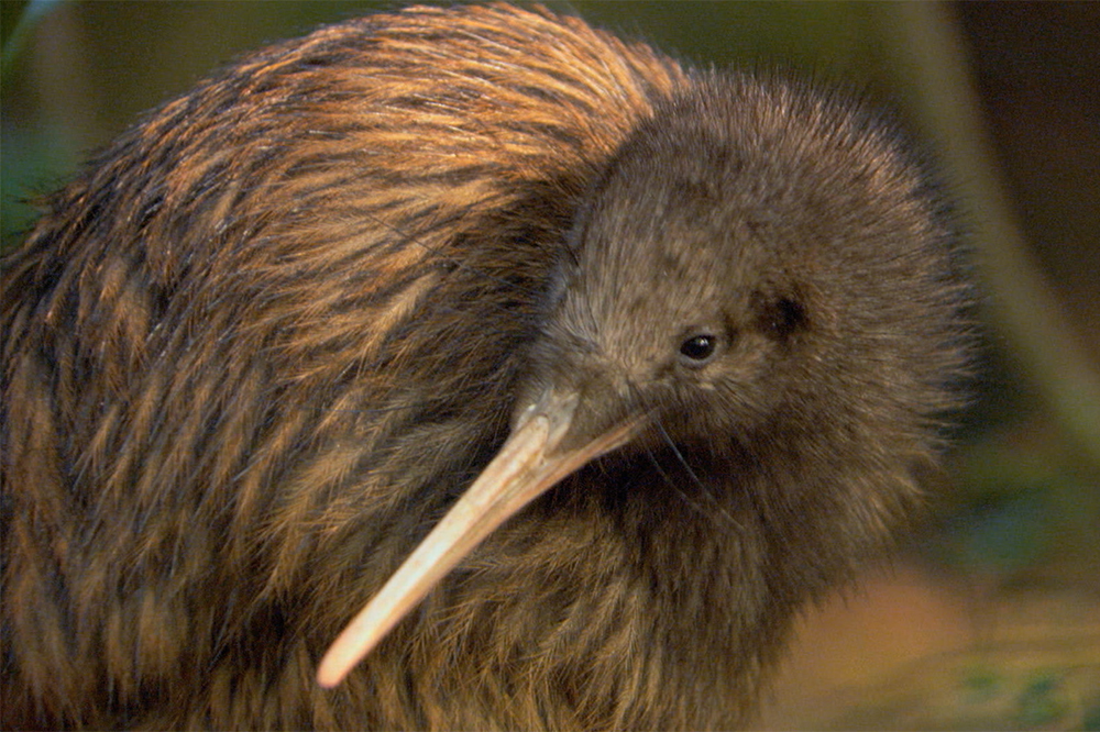 stewart island bus tour