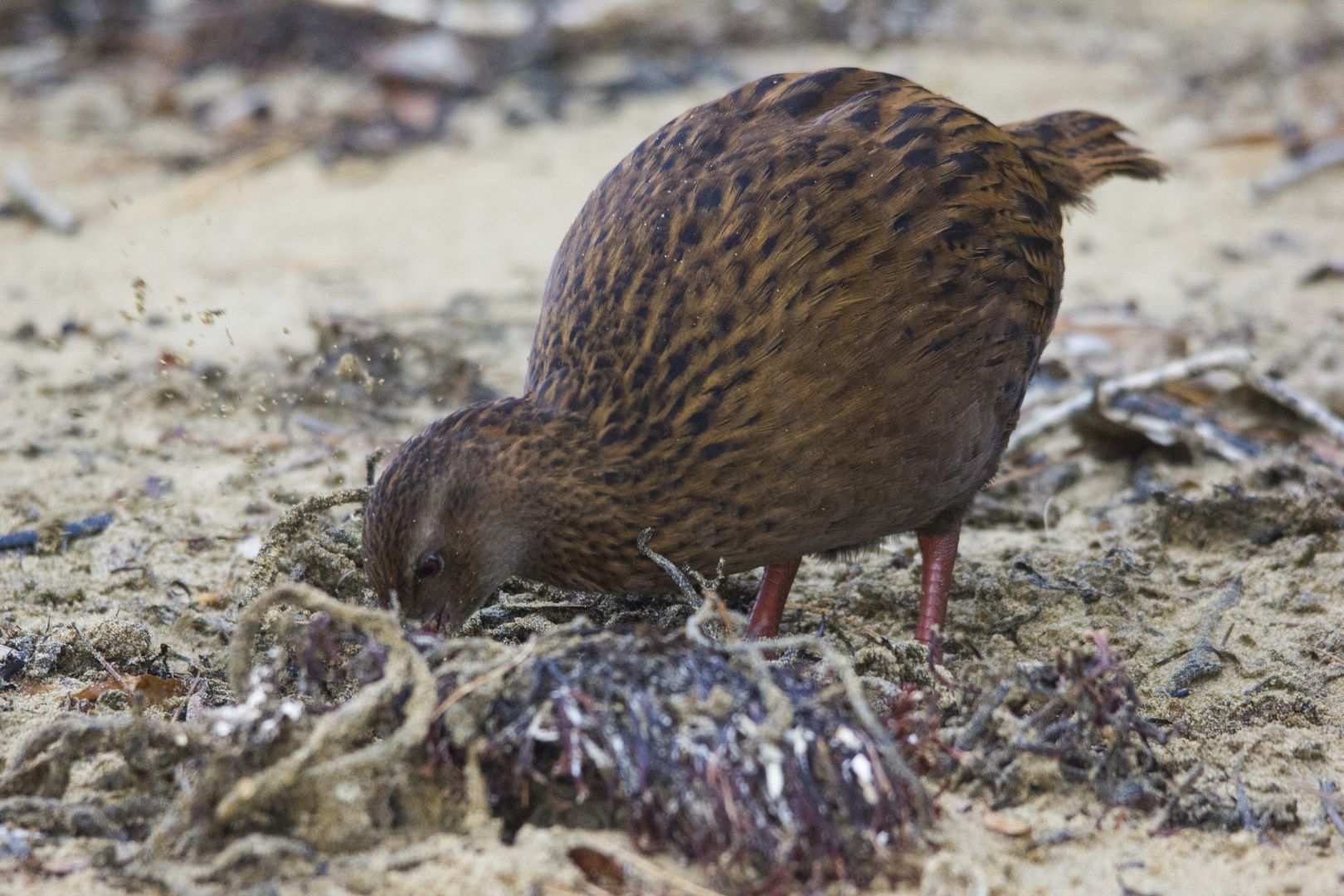 stewart island bus tour