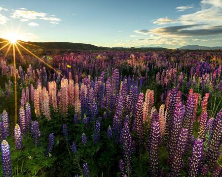 Christchurch, Queenstown and the Lupins